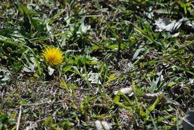 dandelion in the spring grass