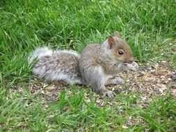 squirrel feeding on the ground