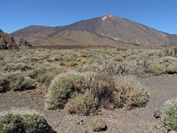 Green plants in the Canary Islands