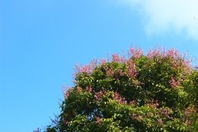 pink flowers on a green bush in a garden