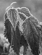 nettle monochrome photo