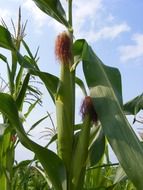 green ears of corn on the stalk