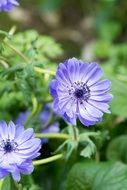 Spring Purple flowers in nature