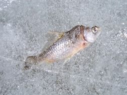 fish hibernating in lake waters