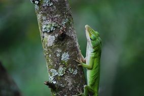 lizard reptile wild