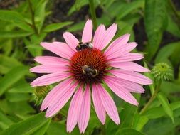bumblebees and bees on pink echinacea