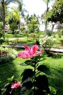 Pink flower in a park