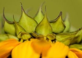 Closeup Picture of the sunflowers