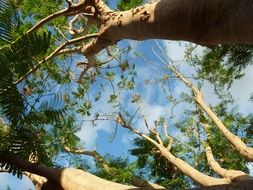 trunks of tall trees against the blue sky