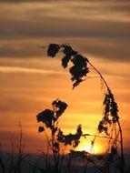 silhouettes of plants at sunset