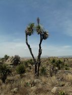 Palma plant in desert