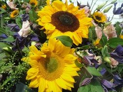 yellow sunflowers in nature