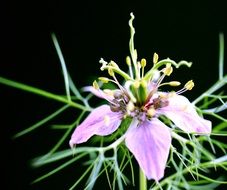 flower with purple petals and yellow tendrils