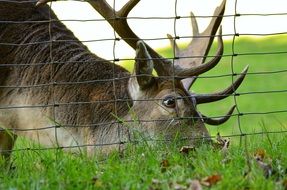 deer in wildlife park