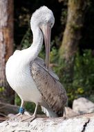 white pelican with a long beak in the wild