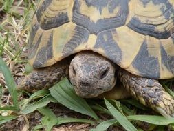 portrait of living mediterranean tortoise in nature