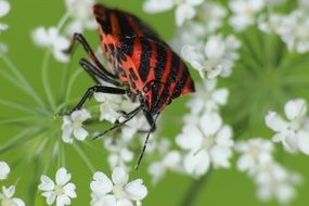 striped butterfly on plant flowers