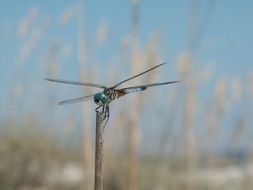 dragonfly in its natural environment