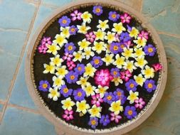 colorful flowers in pot with water