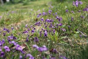 purple flowers on green lawn