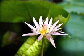 stunning lotus flower