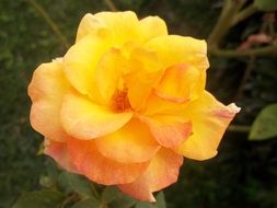 yellow rose on a bush