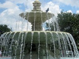 water fountain and bird