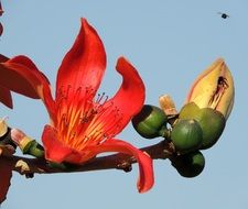 flower of ceiba close-up against the sky
