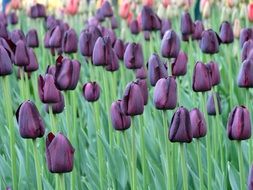 vivid tulips