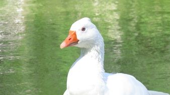 white goose on the lake