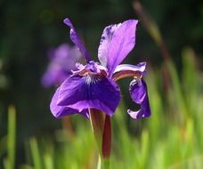 Purple iris flowers on the meadow