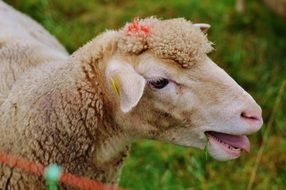 sheep in the meadow eating grass