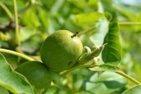 green nut on a tree branch