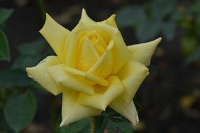 closeup photo of yellow rose with sharp petals