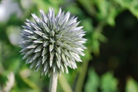 Green spiky plant