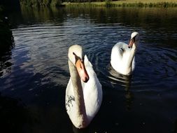 portrairt of Swans in Lahn