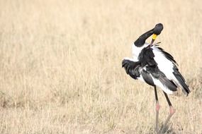 Black and white stork in the wildlife