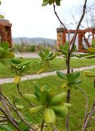 green plant in a beautiful garden