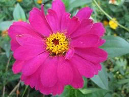 vivid park flower
