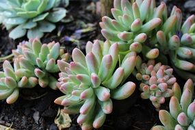 green succulent plant on the ground in the garden