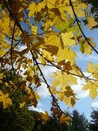 yellow maple leaves against the autumn sky