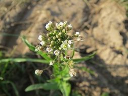 Capsella bursa-pastoris is a herbaceous plant with beautiful, white flowers