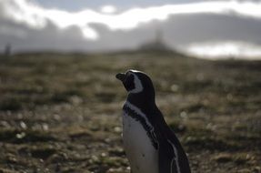 penguin in wild, chile, patagonia