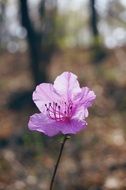 striking azalea spring flower