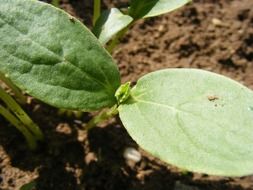 cucumber earth