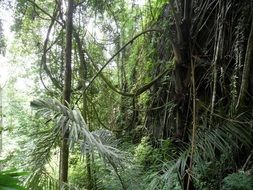 liana in the wild forest