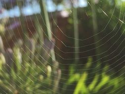 white web closeup