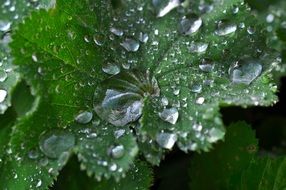 Raindrops on the green leaves of a mountain flower