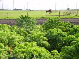 kale in rural landscape, germany, east frisia