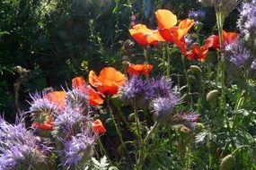 flowering poppy and thistle in the meadow